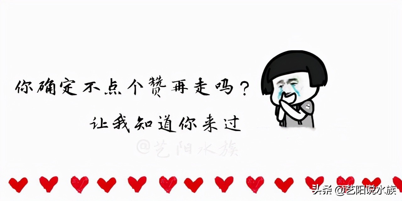 鱼缸白雾对鱼的影响,鱼缸白雾