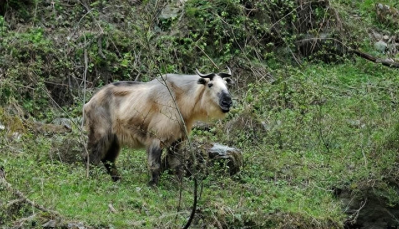 陕西眉县现一头“怪牛”该男子喂它很多次，网友看到：秦岭杀手王