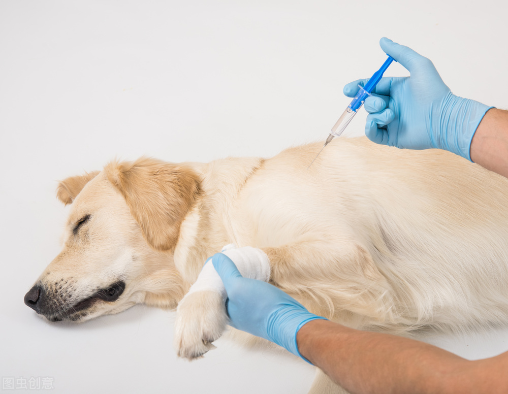 狗狗尿血但却还精神怎么办,狗狗尿道感染血尿怎么办