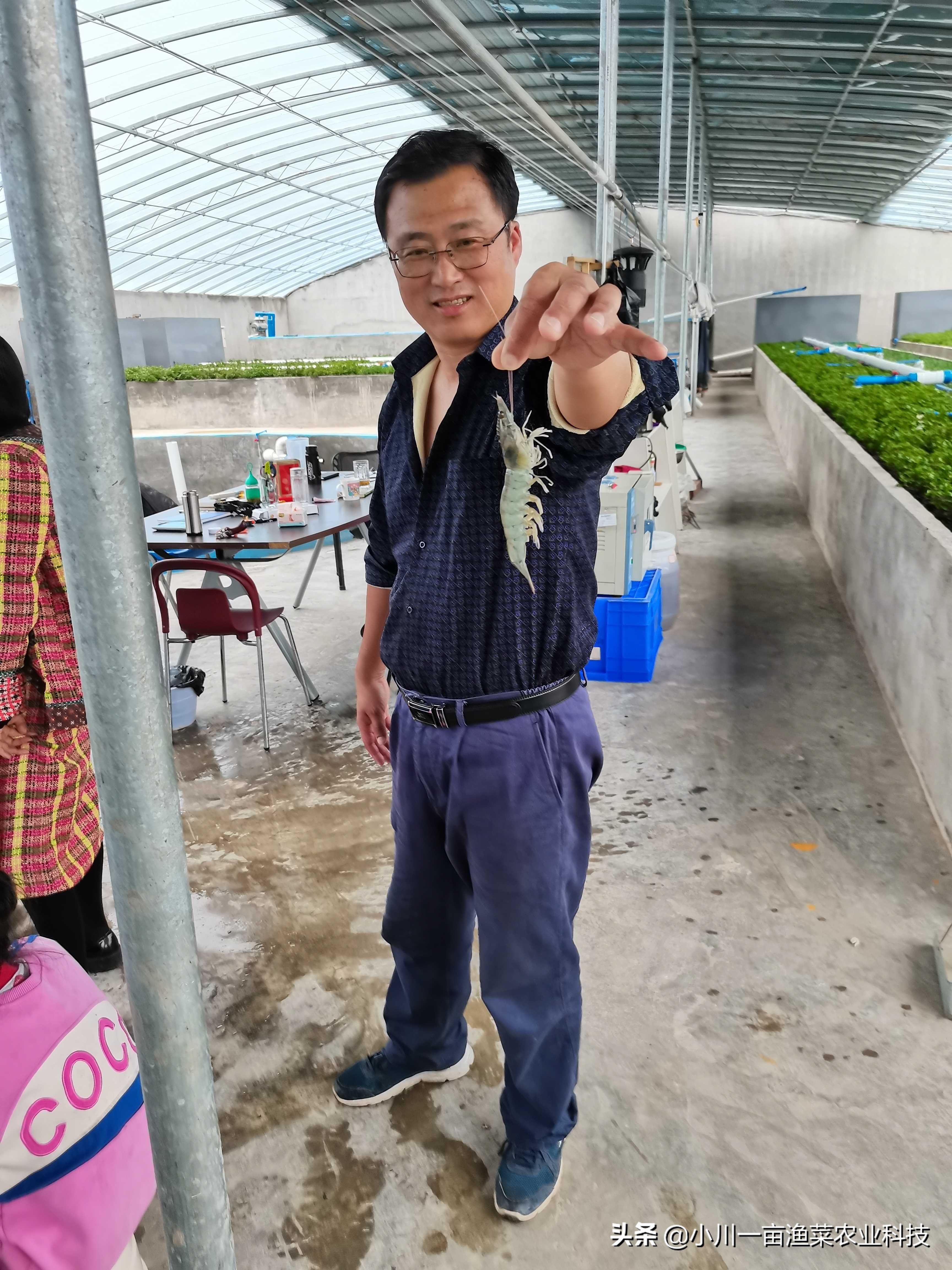 鱼菜共生硝化菌的制作方法,鱼菜共生需要投放硝化菌吗