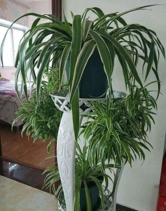 极度耐阴常绿10种花,6种花特别耐阴