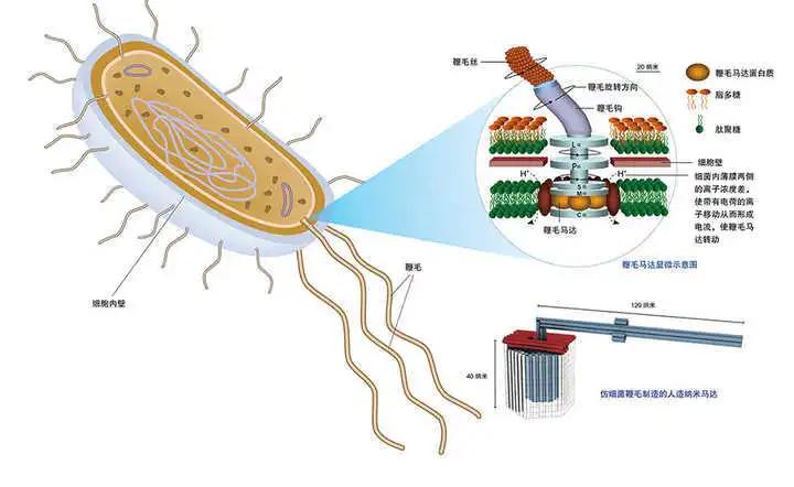 仿生推进器方案,如何制作推进器