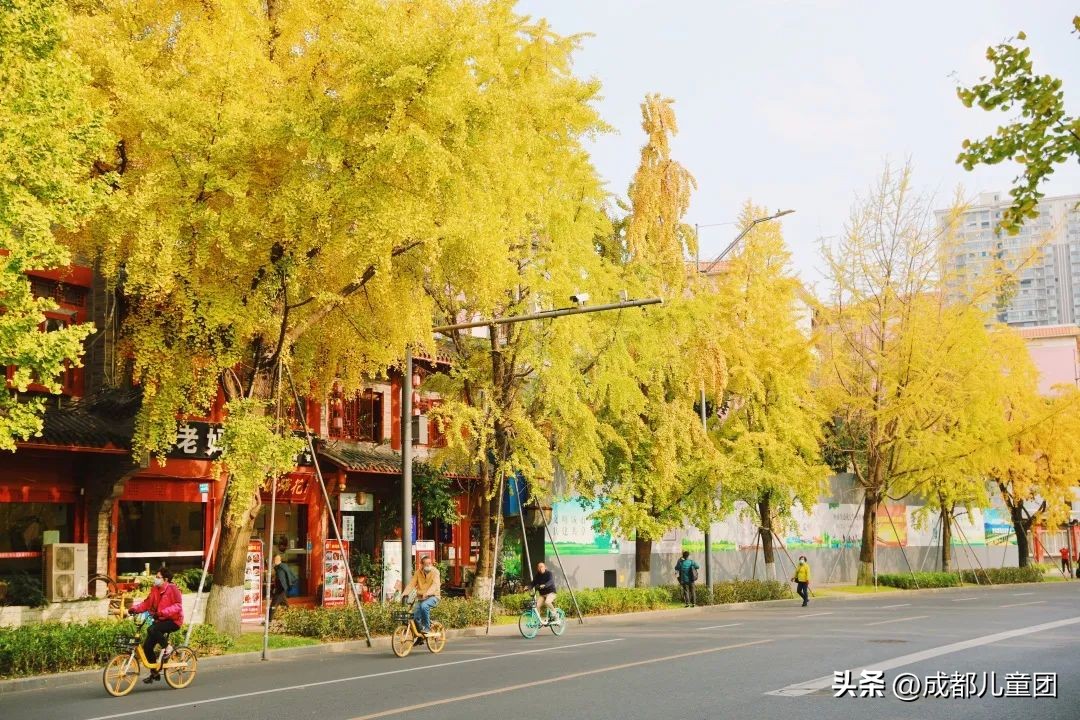 路边的银杏树是什么品种,银杏行道树