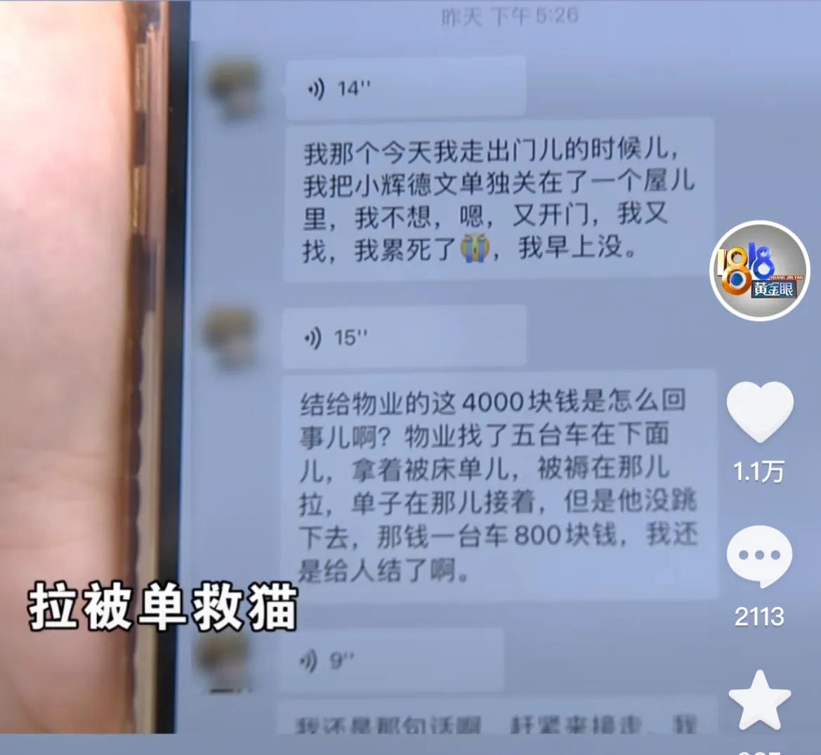 网上领养猫被骗1万,女子将猫寄养疑似被骗