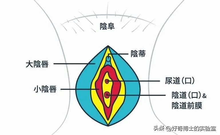 男女生性别特征的表现,男女生的状况
