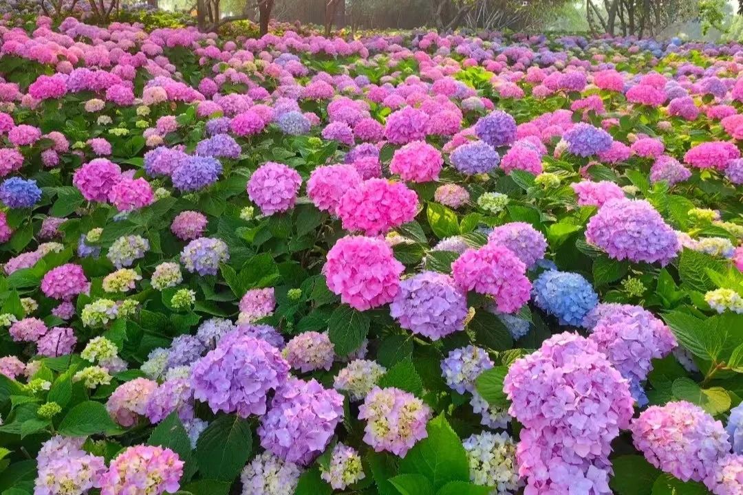 夏天专属的浪漫绣球花,绣球花是夏天的专属浪漫