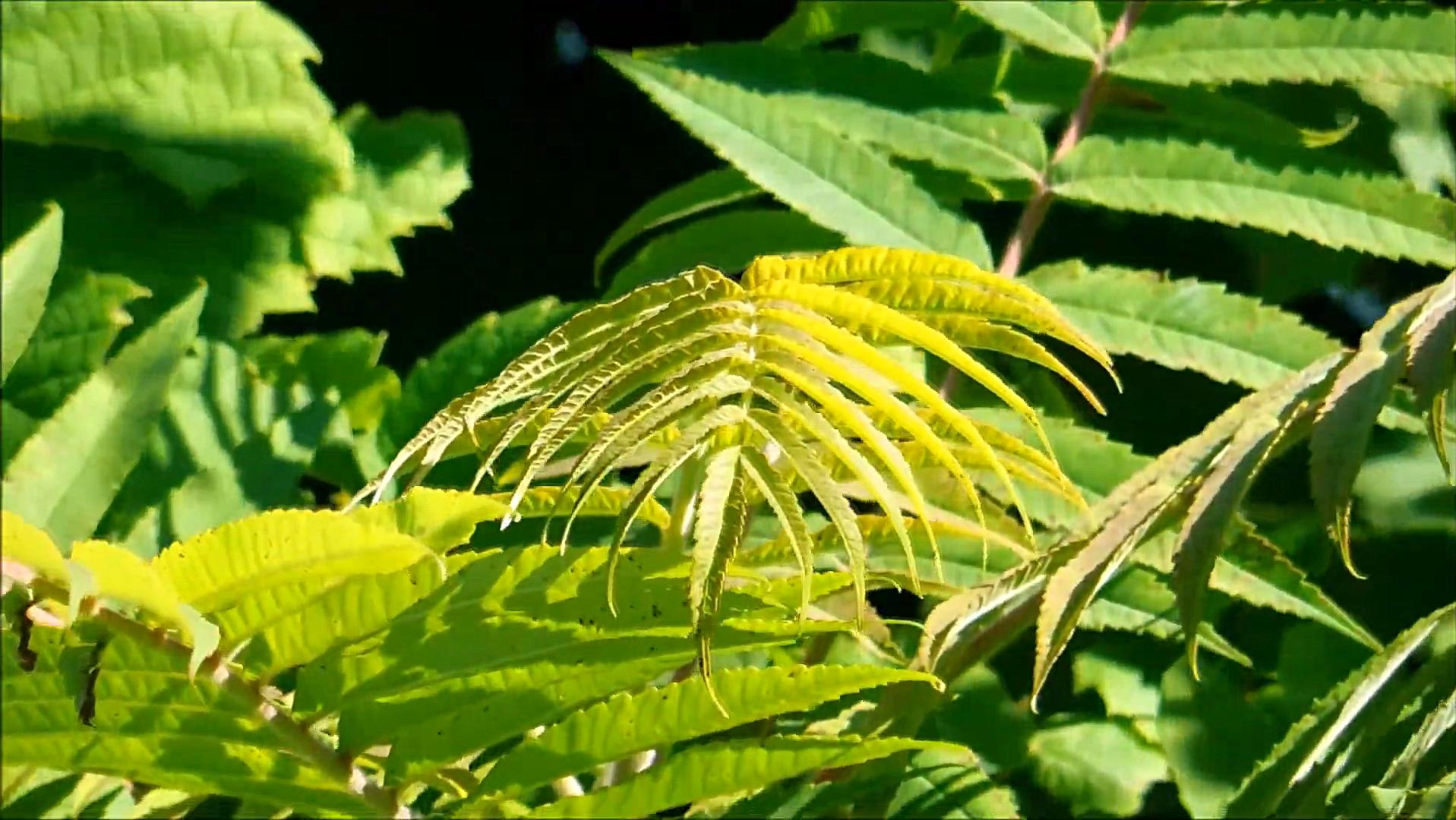 臭椿在美国泛滥成灾,臭椿树在国外泛滥成灾