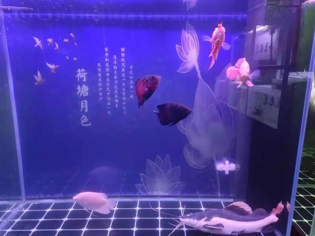 鱼缸养殖观赏鱼注意事项,鱼缸养观赏鱼喂食什么有营养