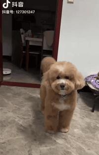 网友买了一只宠物看着挺可爱的,网友买了小香猪长大了