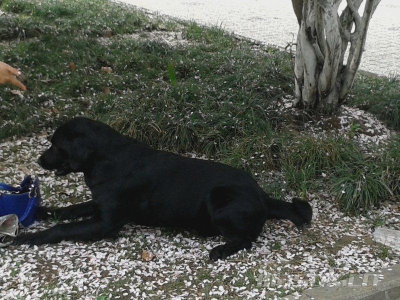 黑色拉布拉多和金毛哪个好养,农村养黑色拉布拉多