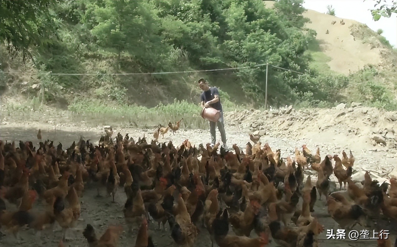 新手土鸡养殖技术视频,散养土鸡晚上鸡棚要点灯吗