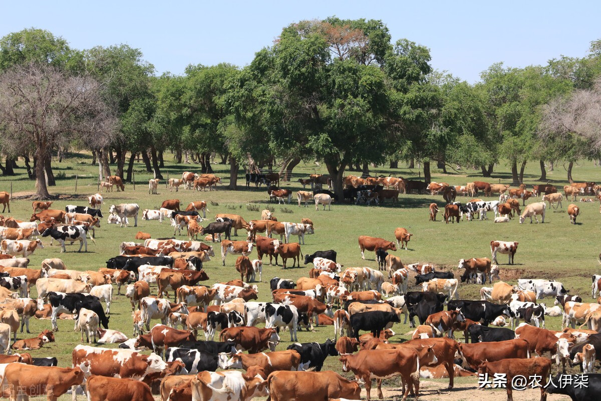在农村养什么好赚钱风险低,在农村养什么不愁销路