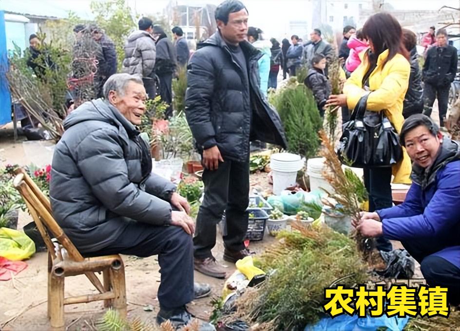 红豆杉暴跌,红豆杉滞销血本无归