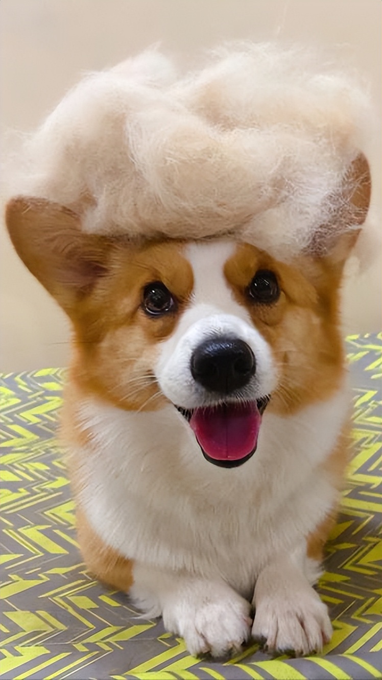 养柯基幼犬新手要注意什么,金毛和柯基哪个适合新手养