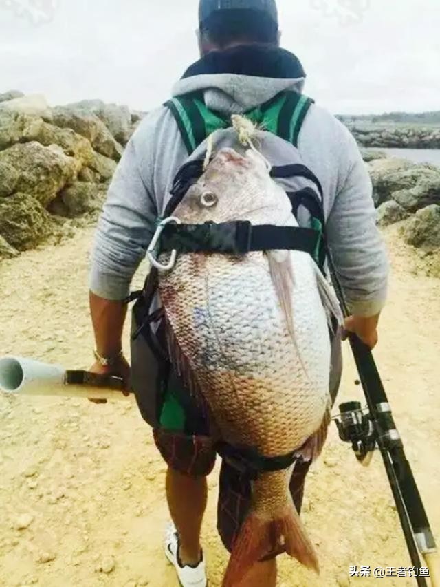 钓鱼界大咖邓刚现身万峰湖野钓赛,邓刚最多一次钓多少斤鱼