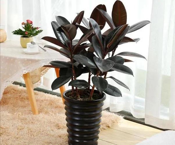 家中适合种的五种树,客厅里最好养的树幸福树怎么养