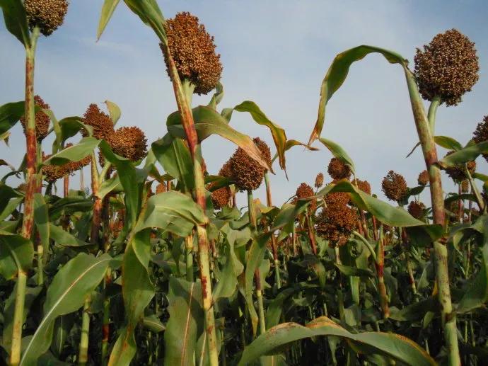 高粱种子图片大全,大片高粱成熟图片