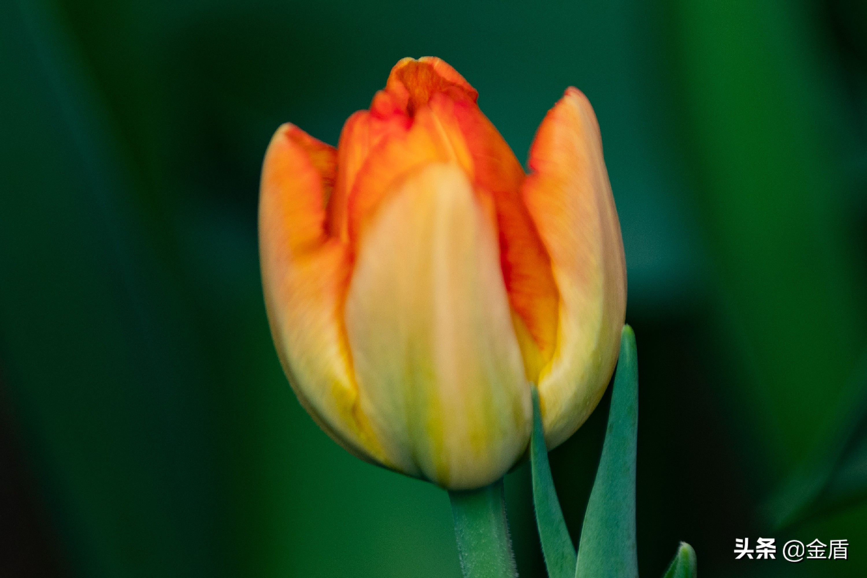 粉红皇后郁金香,花中皇后郁金香全集