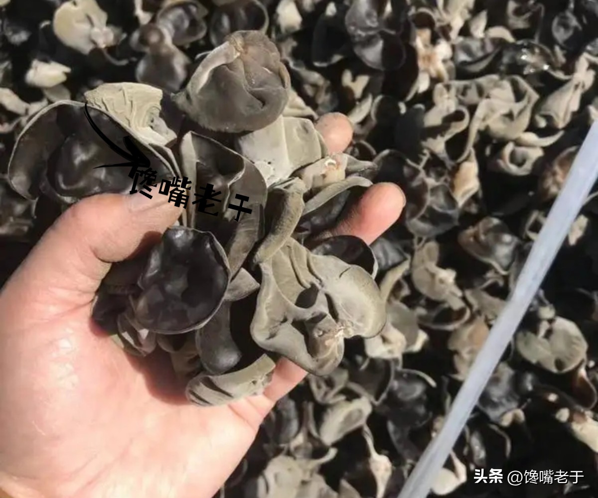 木耳品质好坏对营养区别大吗,假木耳和榛木耳营养有什么区别