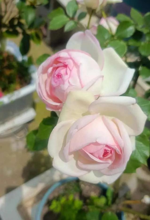 月季品种醉花,月季品种大全及图片欣赏