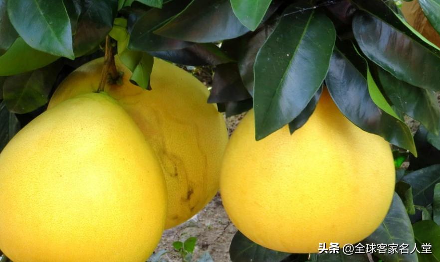 李惠堂1936年奥运会,李惠堂1949年