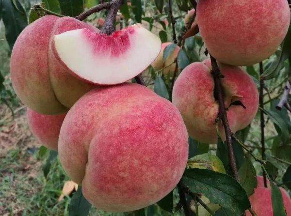 金秋红蜜桃:糖分爆表,还能更甜吗?