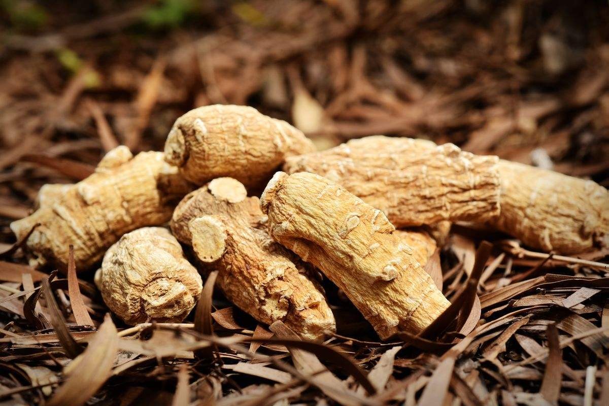 中医治疗冠心病心绞痛验方：五参顺脉汤