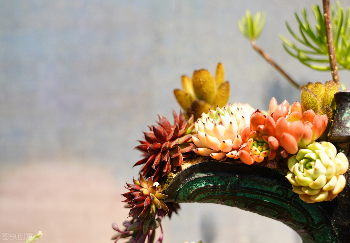 多肉种植行业,多肉植物行业前景如何