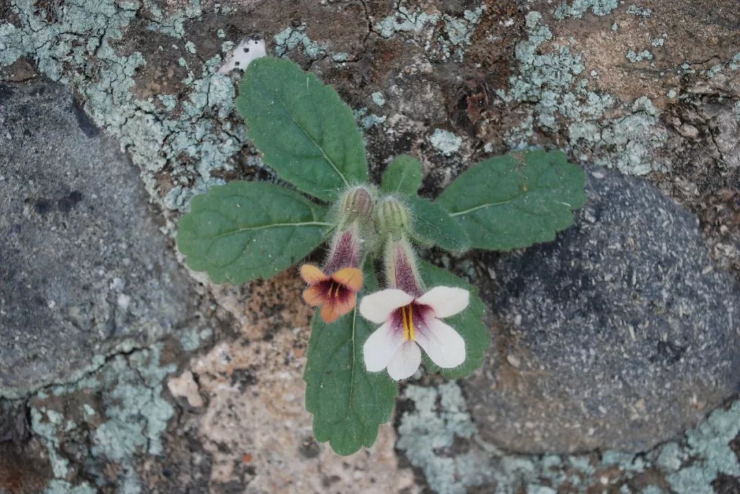 150种常见药用植物大全,150余种常见药用植物花期组图