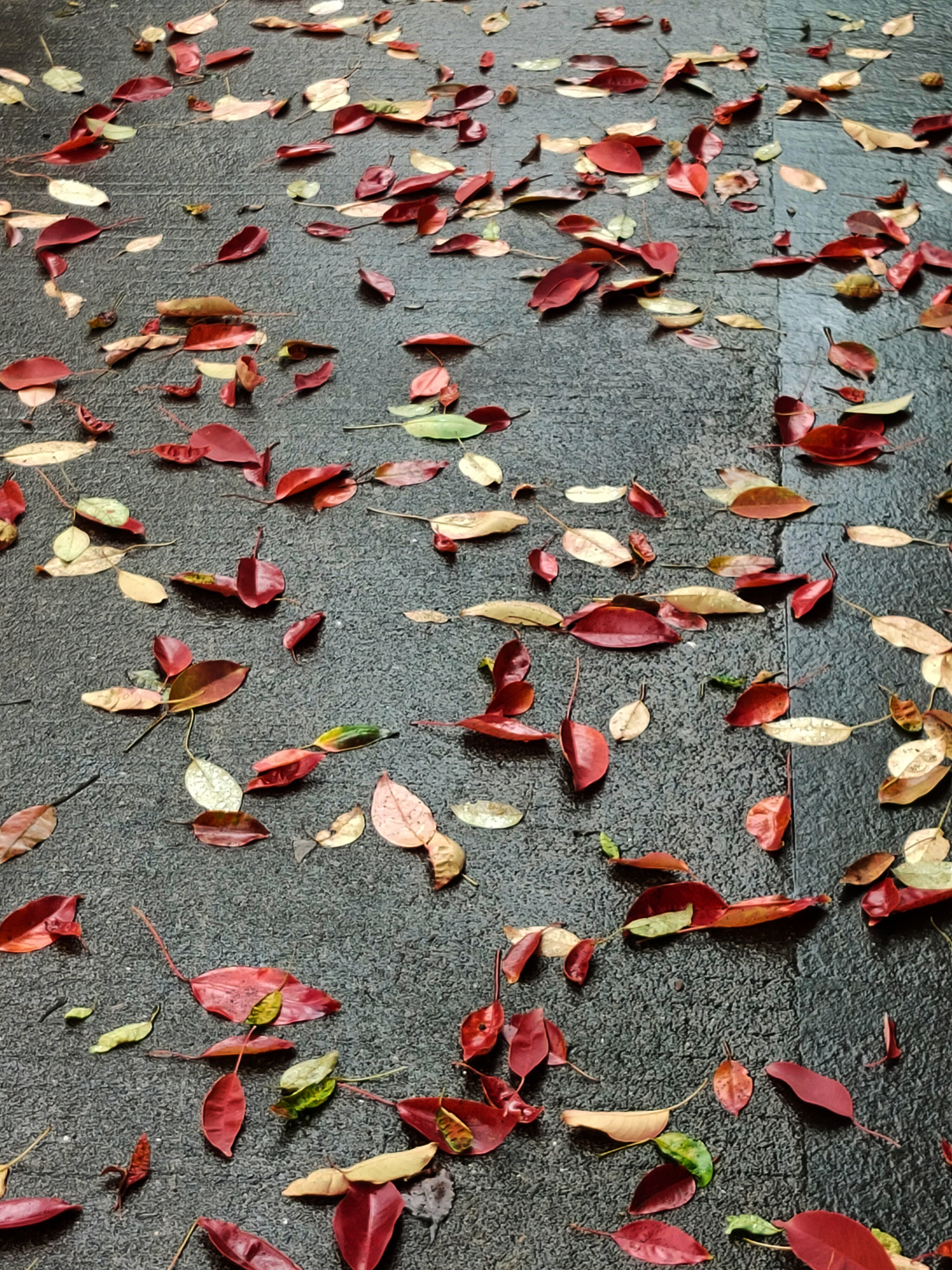 一花一世界一叶一菩提本来无一物,一花一世界一叶一菩提