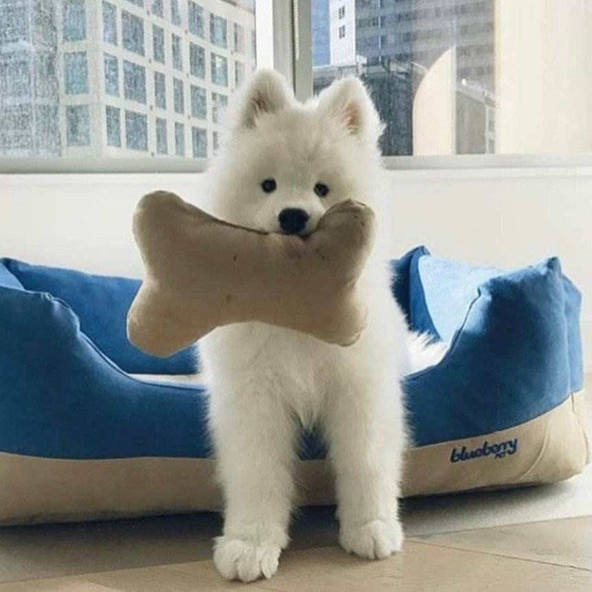 萨摩耶如何判断是不是串串,萨摩耶纯种和串子都有哪些区别