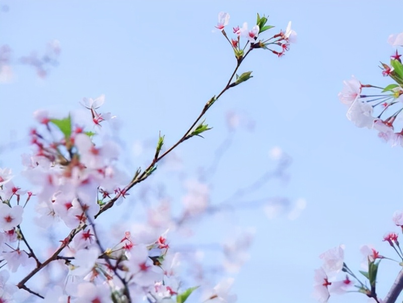 世界级的赏樱花的地方原来在这里,赏樱花的地方都在哪里