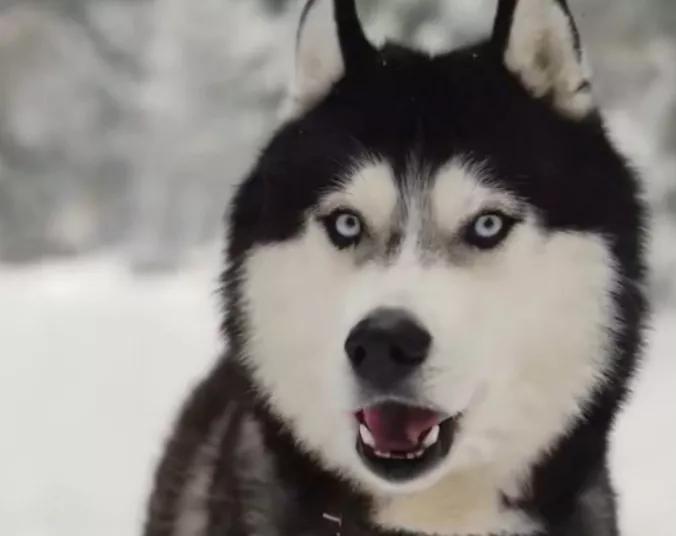 汪汪队立大功狗狗都是什么品种,汪汪队中的11个狗狗品种