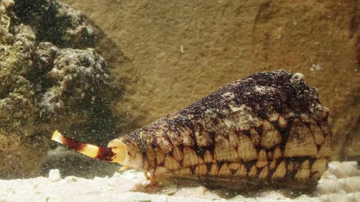 飞速前进的蜗牛：进化速度是哺乳动物的5倍，体内剧毒可毒死成人