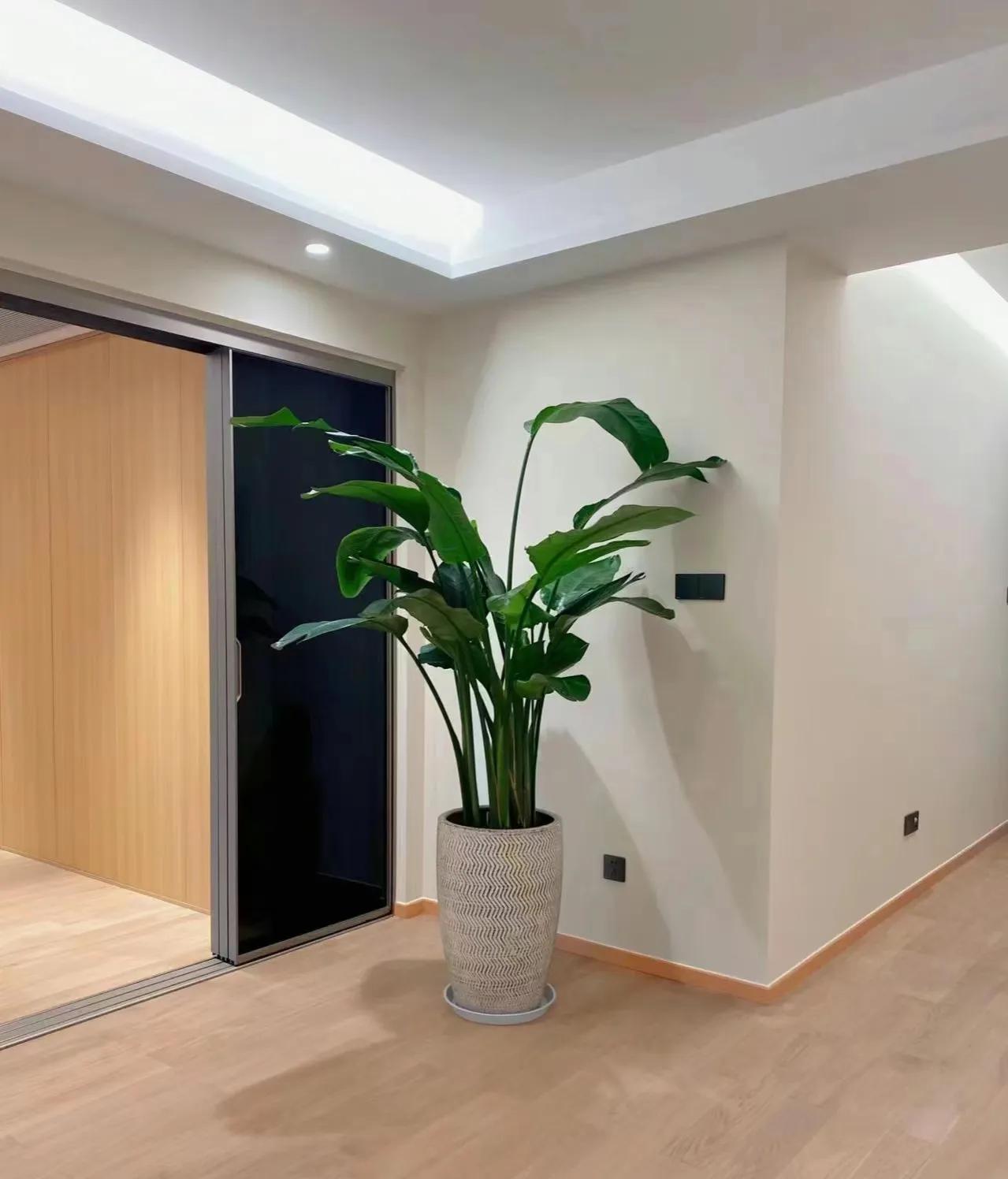 最好养的客厅一对大盆绿植,适合客厅养的十款大盆绿植