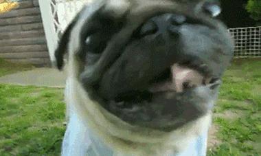 巴哥犬可以吃什么水果,巴哥犬能吃什么水果