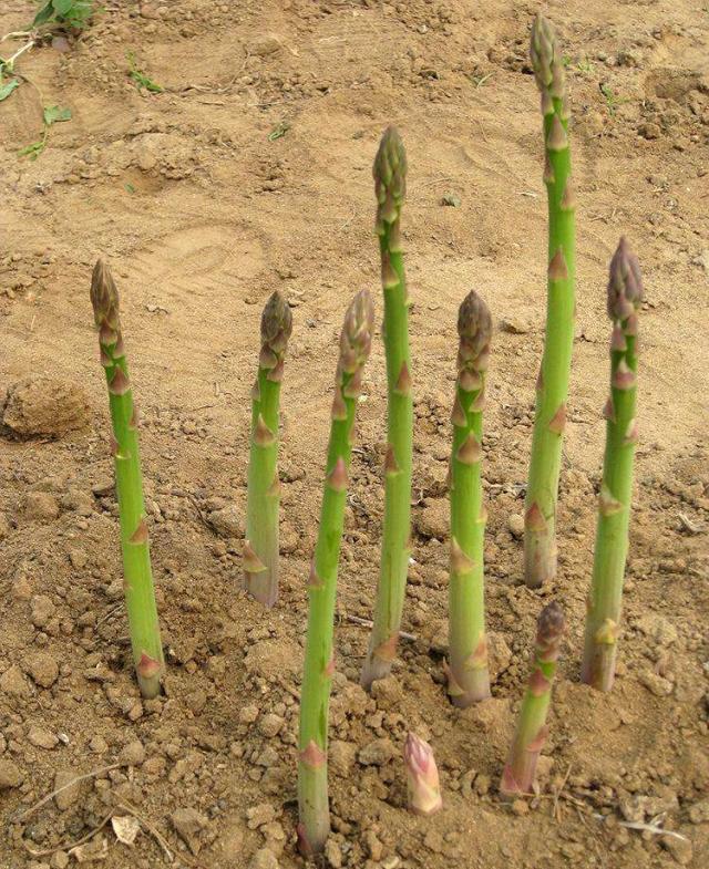 奶奶家带回一包“黑籽粒”,1把撒在花盆里,20天冒出大片芦笋来