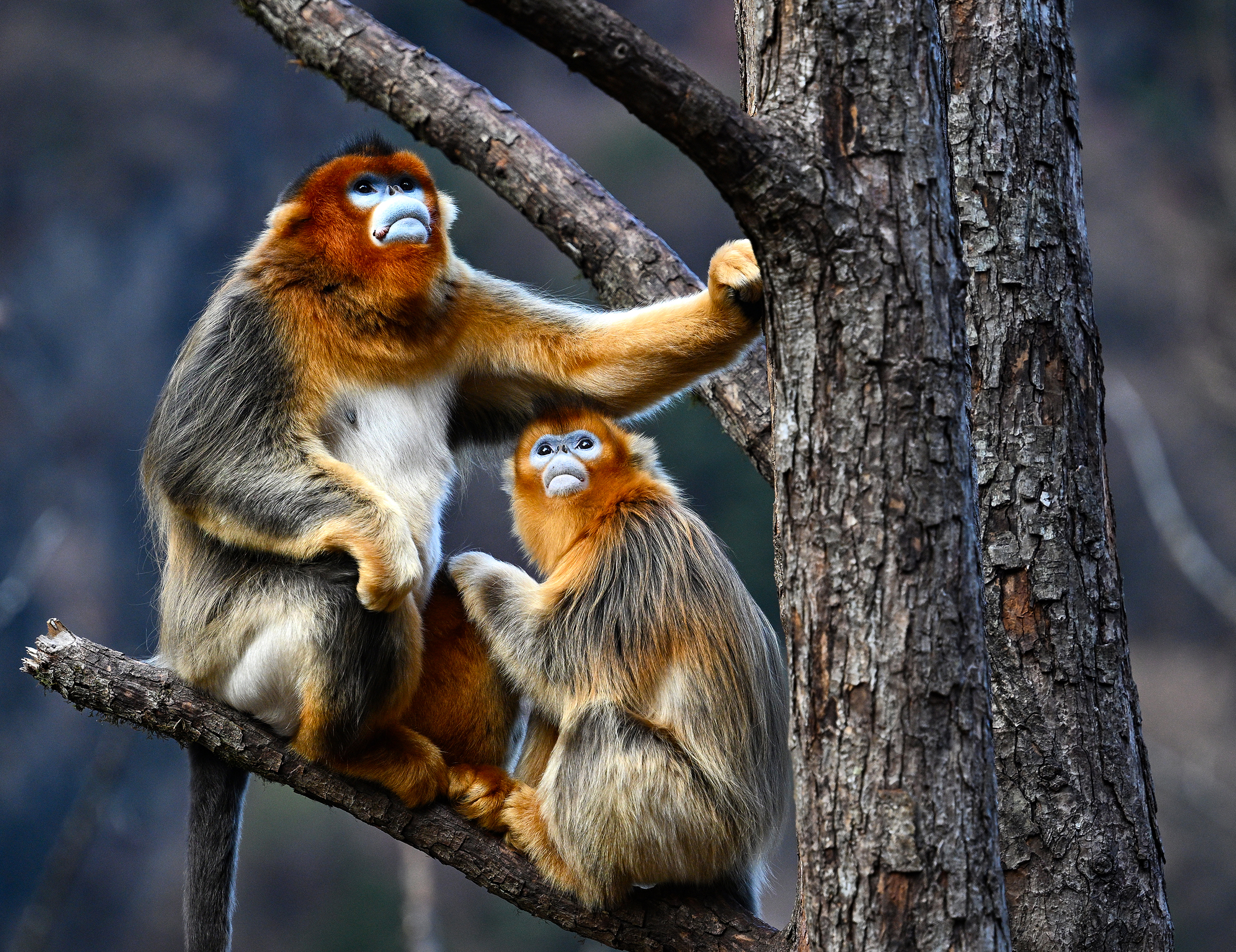 单反相机跟手机拍照有什么区别,苹果手机和单反相机拍摄对比