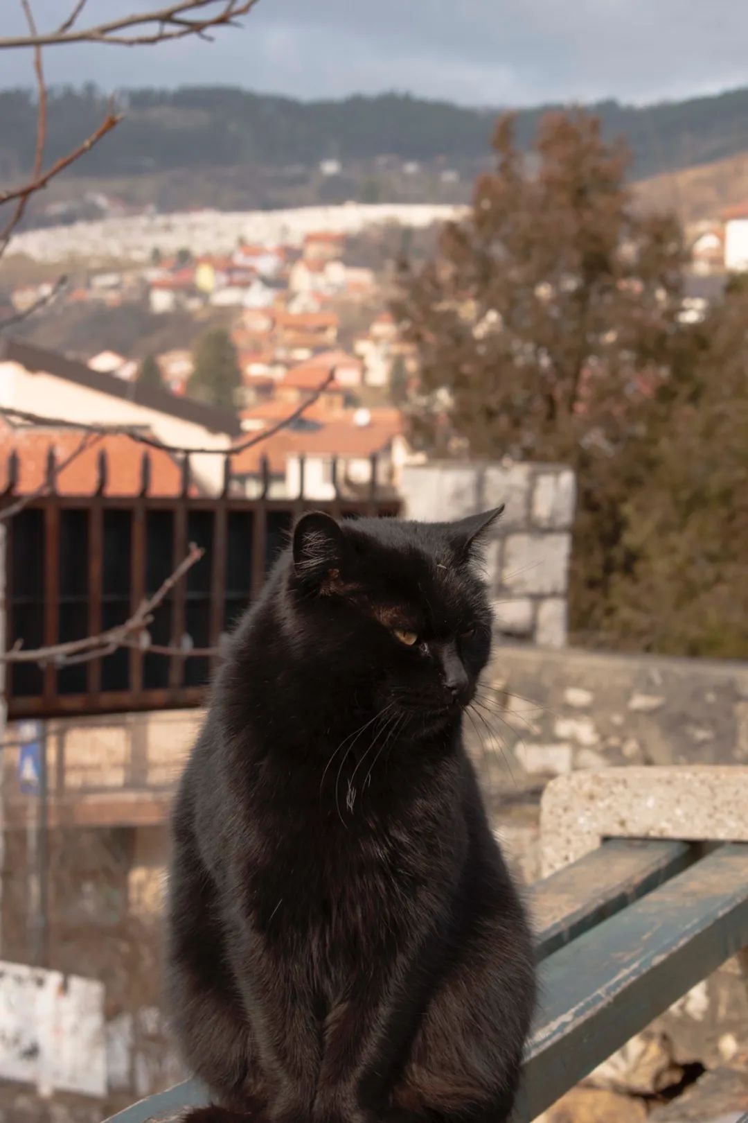 饲养一只占有欲的猫,饲养一只占有欲超强的猫