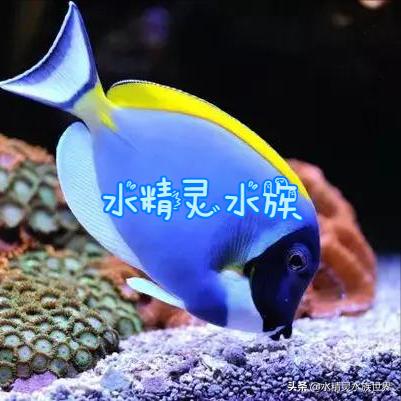 海缸白点病原因,海缸白点病怎么彻底清除