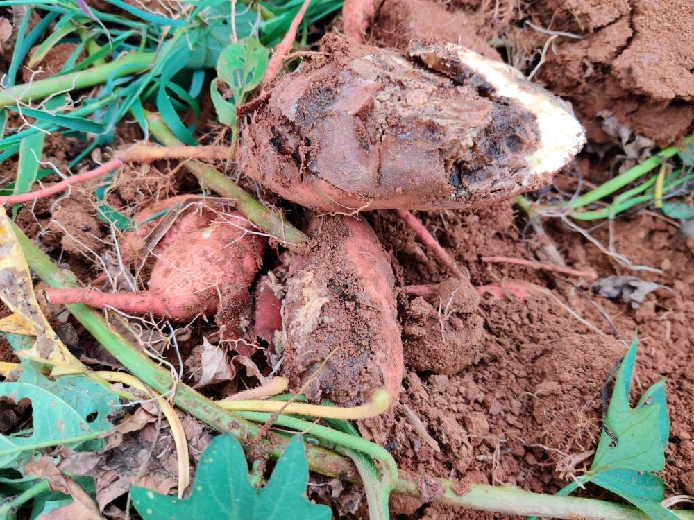 红薯怎么种才能高产用什么样肥料,雨季红薯旺长