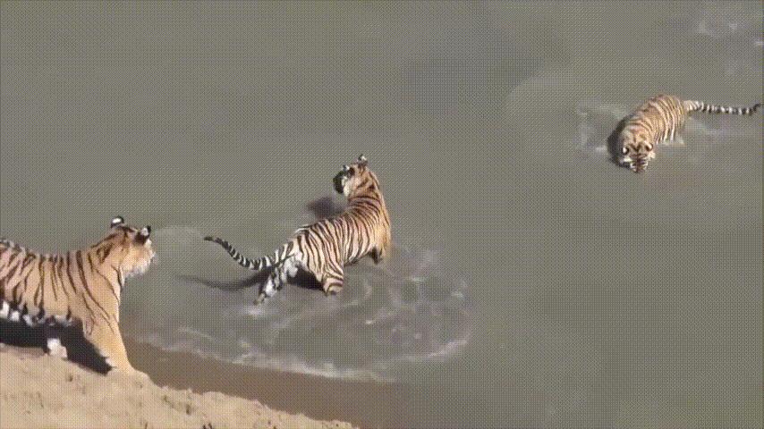 鸭：一鸭战四虎？弹射胜航母？鸭子的真相，也许超乎你的想象