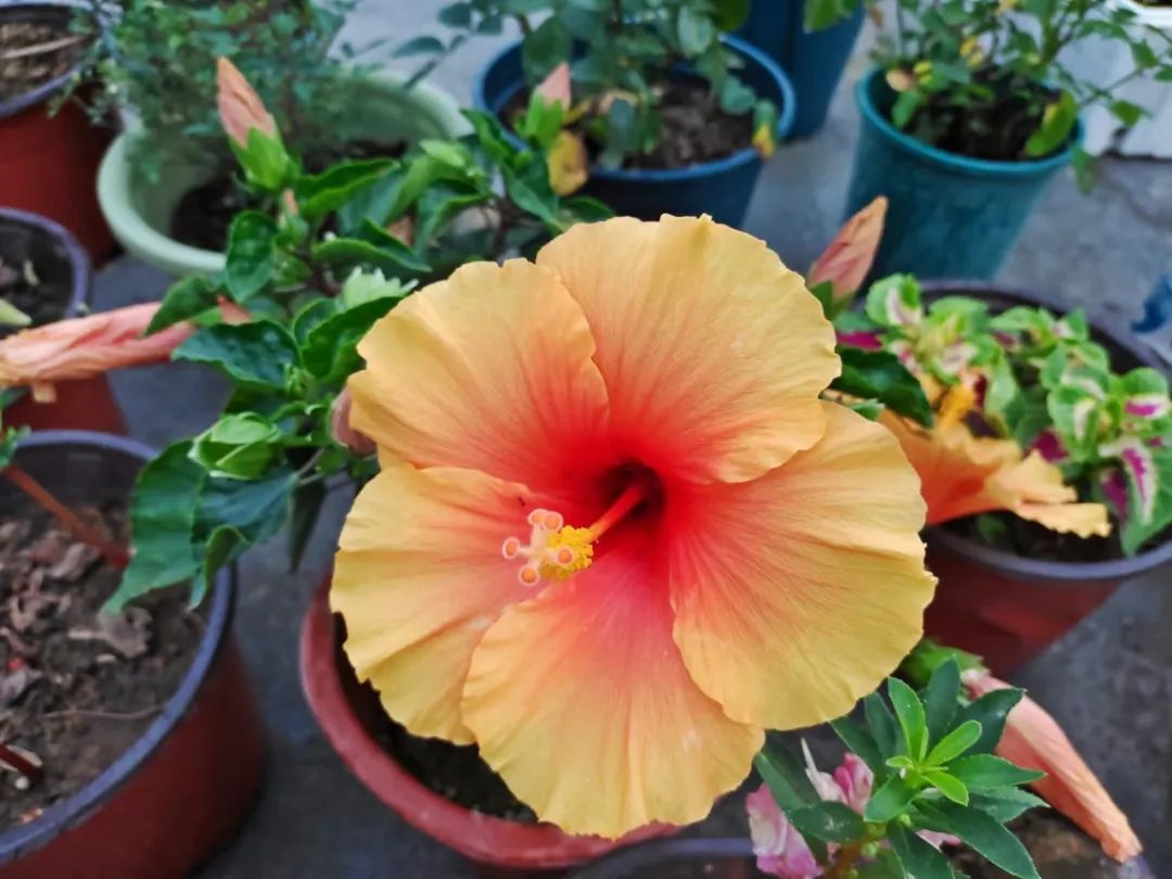 适合夏天养的7种花越晒开花越旺,夏天最能开的10种花越热越能开