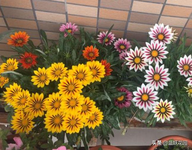 勋章菊被太阳晒蔫了如何处理,勋章菊为什么越开越小