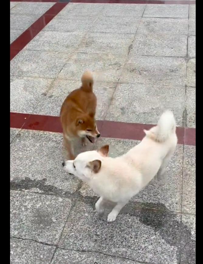 小狗被捉起来浑身颤抖,小狗被人抓走流泪