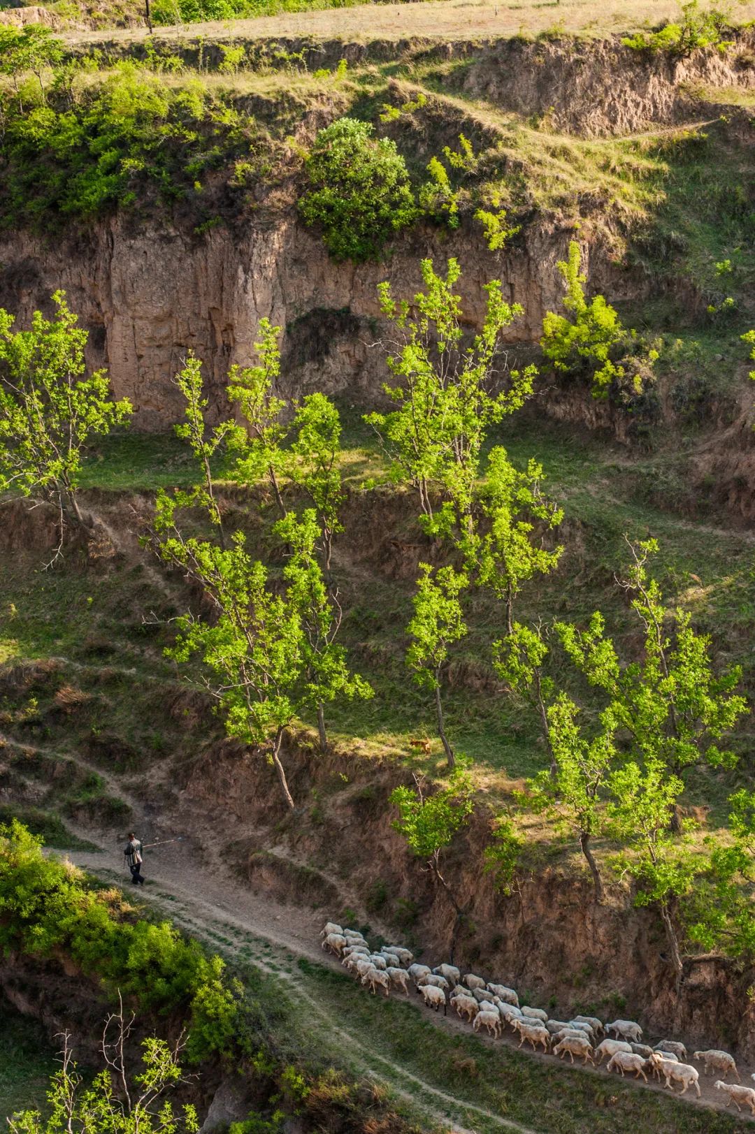 汾河主要特点和作用,汾河为什么属于黄河水系