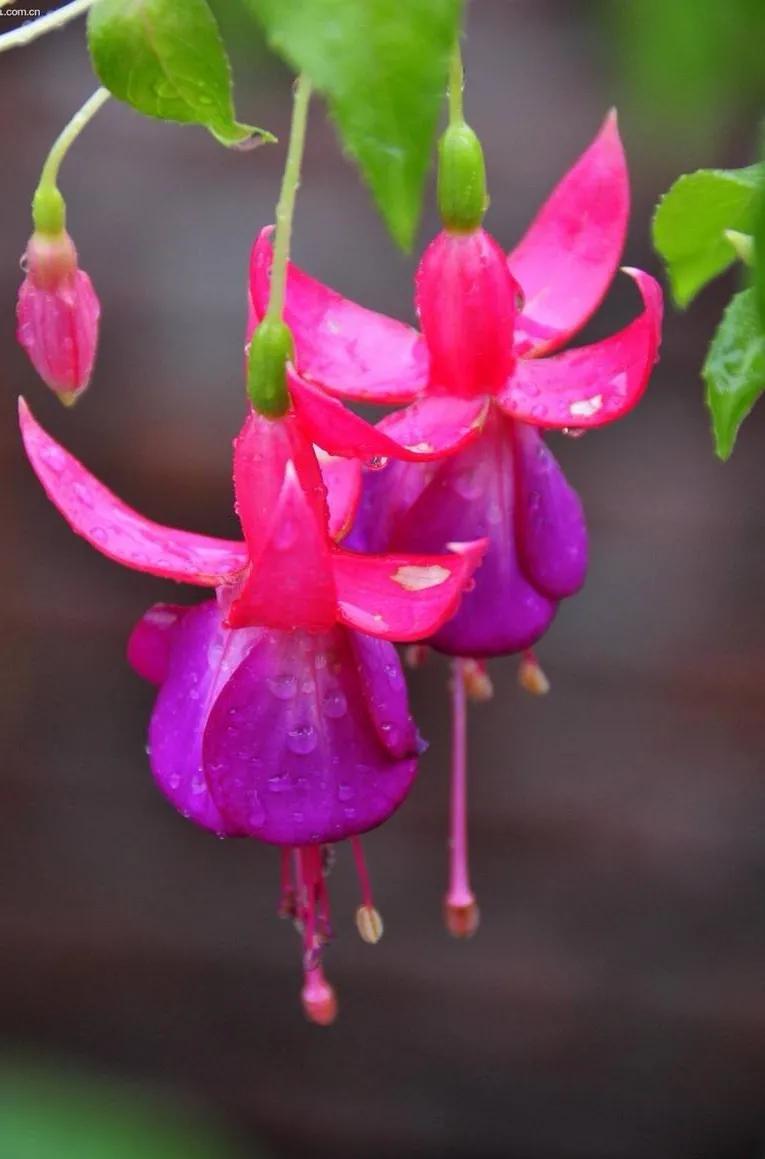 花朵壁纸横版,花朵招财壁纸