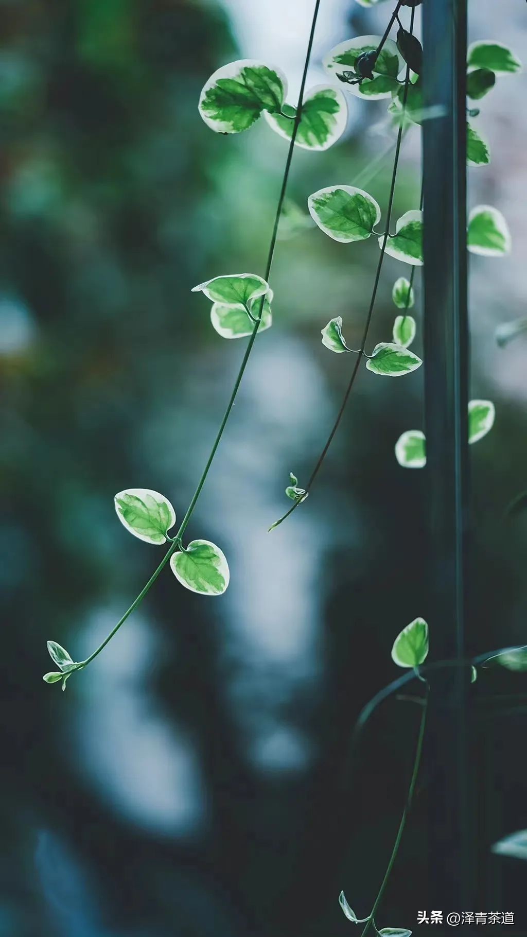 夏至蝉始鸣半夏生全文,夏至蝉始鸣半夏生什么意思