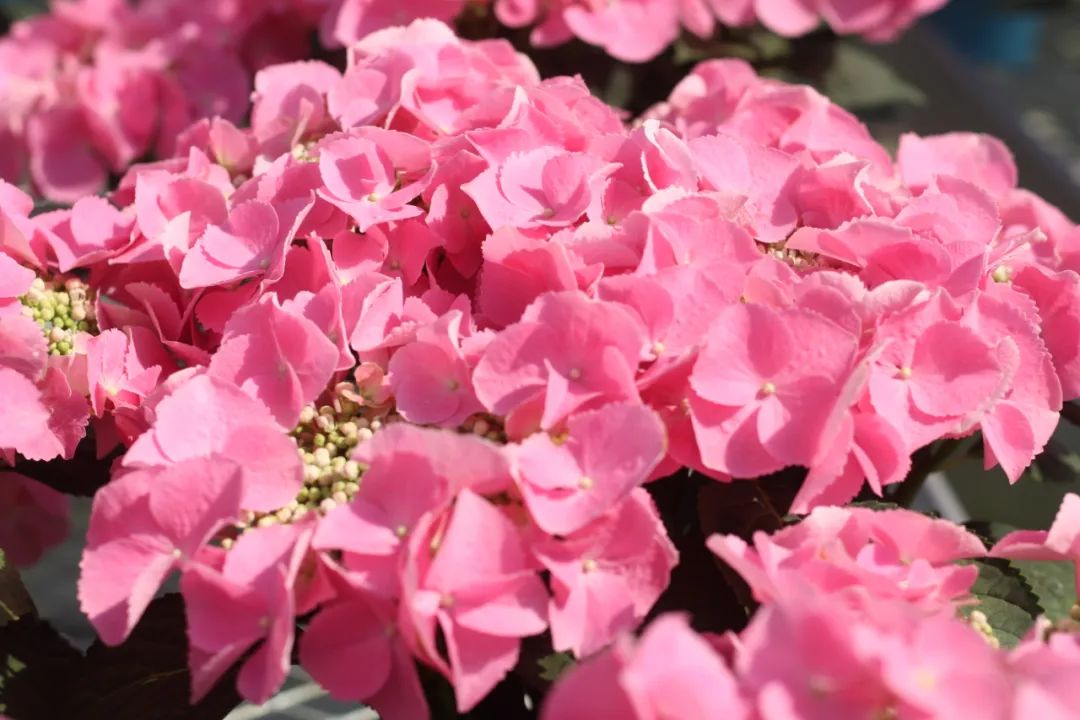 身边一抹蓝,最美蓝色绣球