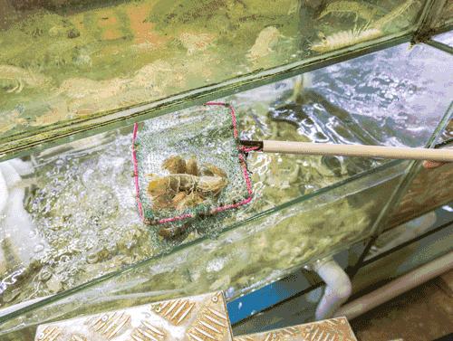 休渔期到了吗,开渔期的广东海鲜市场